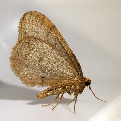 Réf. 316 701 : Operophtera brumata